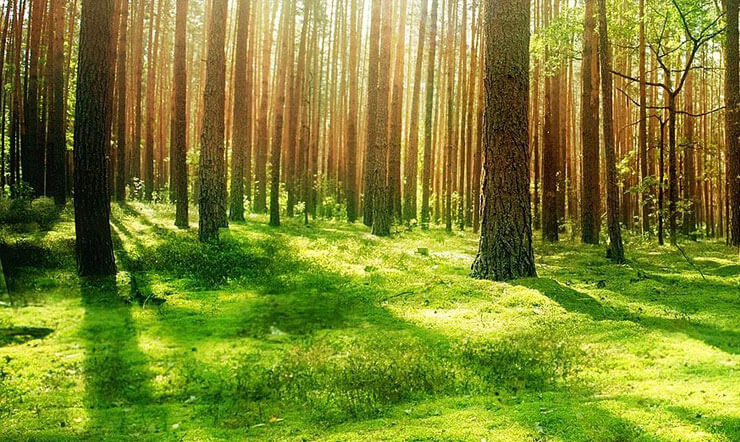 6.Sınıf ”Orman” Metni Günlük Planı